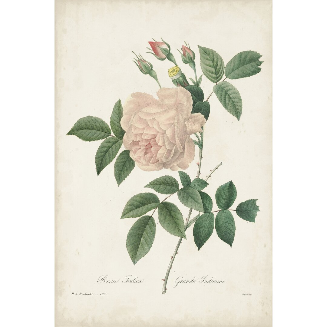 Leinwandbild Vintage Redoute Roses II