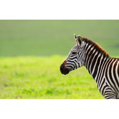 McLiverty Zebra - Wrapped Canvas Print