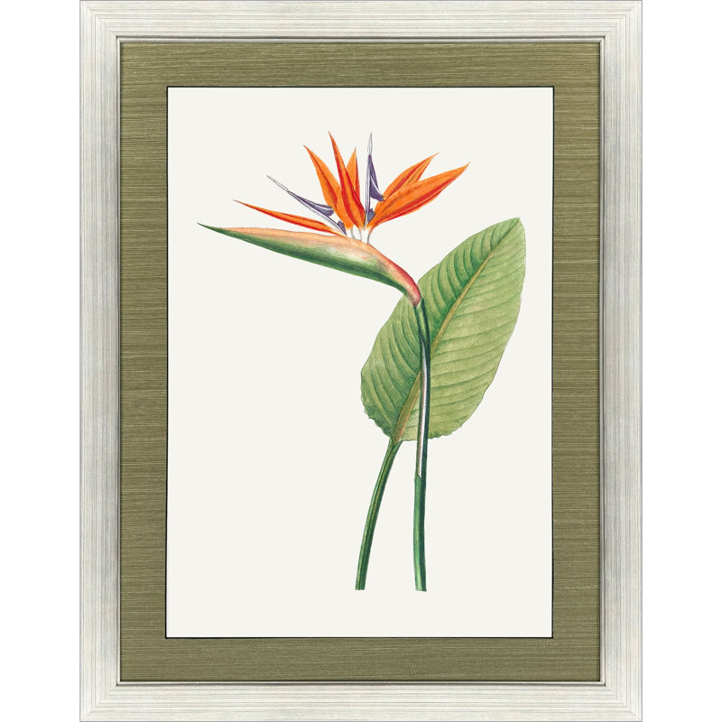 Oiseau de paradis, art encadré