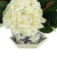 Hydrangea And Magnolia Leaves In Ceramic Vase