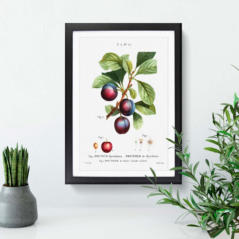 Ripe Plums by Pierre-Joseph Redoute - Picture Frame Painting Print, Black Framed, 65cm H x 48cm W x 2cm D