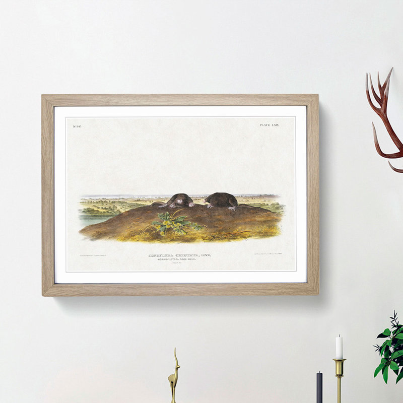 Star-Nose Moles by J.W. Audubon - Framed Print, 48cm H x 65cm W x 2cm D, Oak Framed