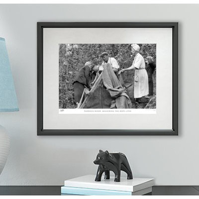 Paddock Wood, Measuring The Hops C1950 by Francis Frith - Single Picture Frame Print
