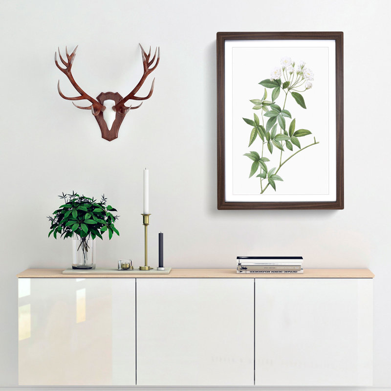 Lady Bank's Rose in White by Pierre-Joseph Redoute - Framed Print, 48cm H x 36cm W x 2cm D, Walnut Framed