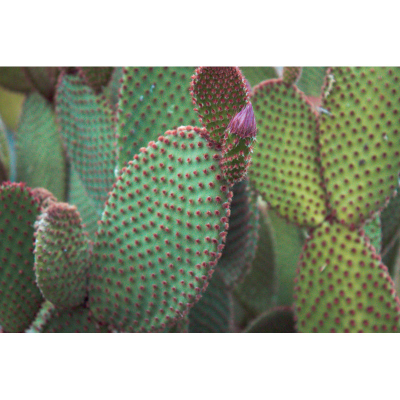Cactus by Jonnnky - Wrapped Canvas Print, 20cm H x 30cm W x 3.8cm D