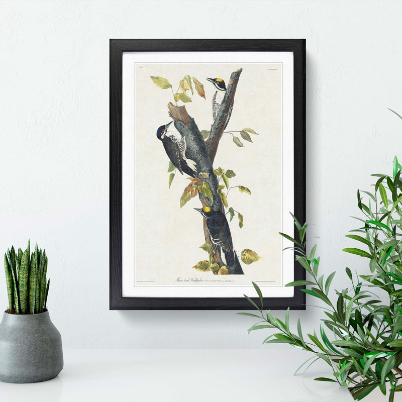 Three-Toed Woodpeckers by John Audubon - Picture Frame Painting Print, 36cm H x 27cm W x 2cm D, Black Framed
