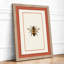 Honey Bee Study Botanical - Framed Print-1660615531-1660615533