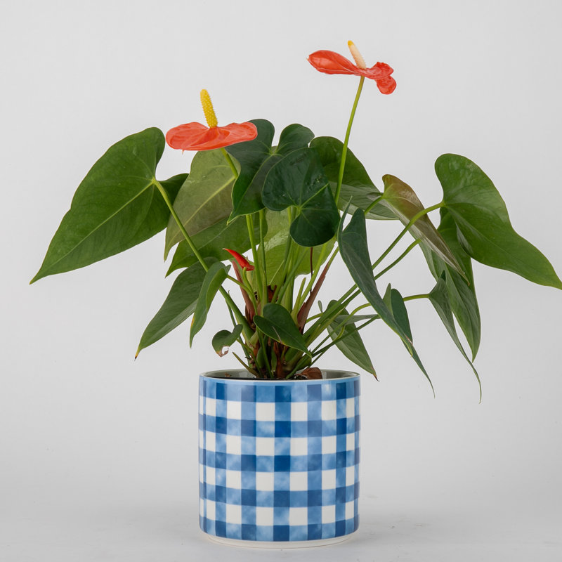 Porcelain Round Planter Pot Blue Checker