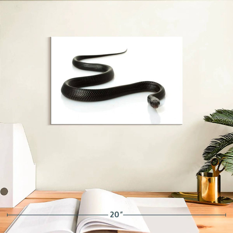 Brampt Eastern Indigo Snake, 8" H x 12" W