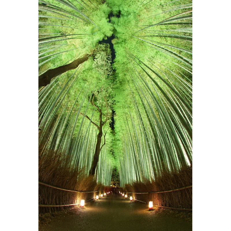 " Bamboo Grove " by Jonnyjto, 18" H x 12" W x 1.25" D