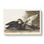 Dusky Duck by John Audubon - Wrapped Canvas-55304247