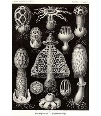 " Funji " by Ernst Haeckel