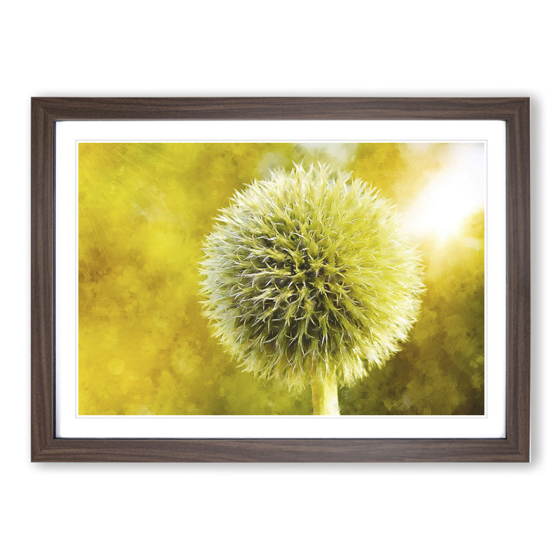 Thistle Flower Vol.2 - Picture Frame Graphic Art, Walnut, 27cm H x 36cm W x 2cm D