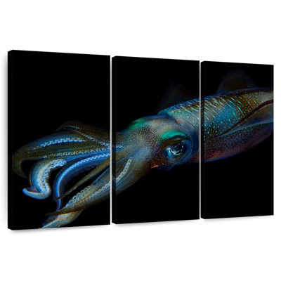 Bigfin Reef Squid