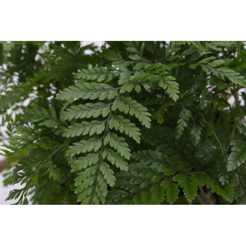 Live Rabbit's Foot Fern Plant