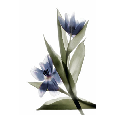 Xray Tulip VI - Wrapped Canvas Painting