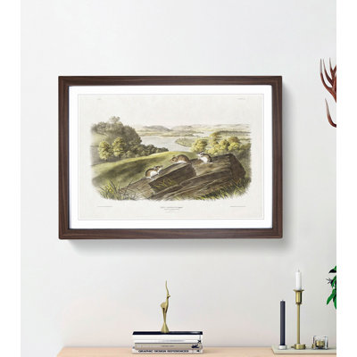 White-Footed Mice by J.W. Audubon - Picture Frame Painting Print