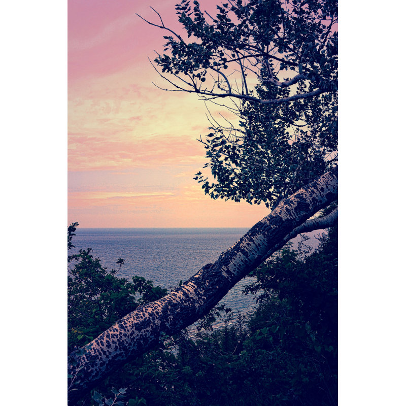 Birch At The Overlook - Wrapped Canvas Art Prints, 46cm H x 30cm W