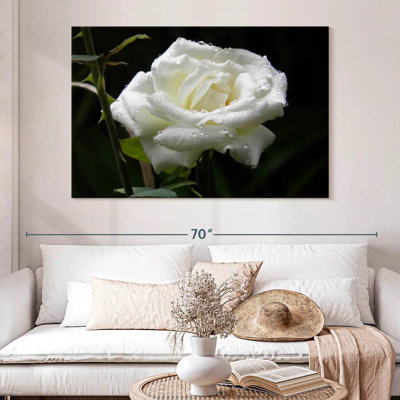 Harnek Dewdrops On White Rose