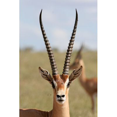 " Grant Gazelle "