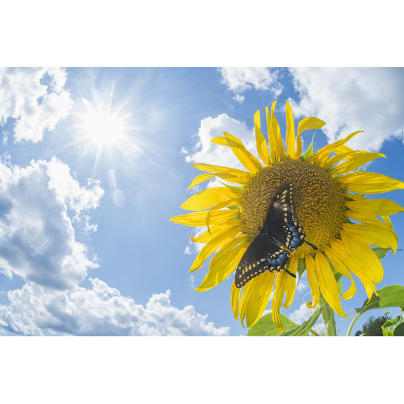 Tournesol avec un papillon par Cmannpoto, H 8 po x l 12 po