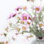 Cosmos Arrangement-1763511469-1763511466