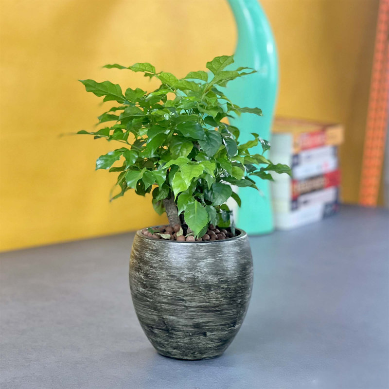 Pot à fleurs intelligent à arrosage automatique pour toutes les plantes et espaces, améliorant votre verdure, Gris délavé