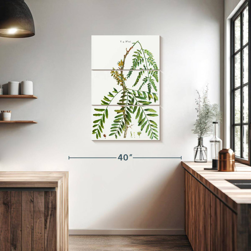 Harnek miel acridien Gleditsia Triacanthos, H 38 po x l 24 po