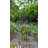 Alarcon-Chacon 84'' H x 13'' W Iron Obelisk Trellis