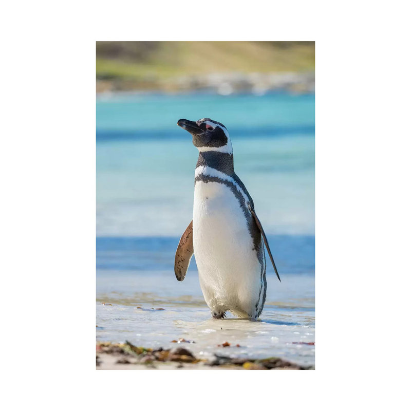 Magellanic Penguin at beach, Falkland Islands 1 Piece Wrapped Canvas Wall Art, 30.48 cm H x 45.72 cm W