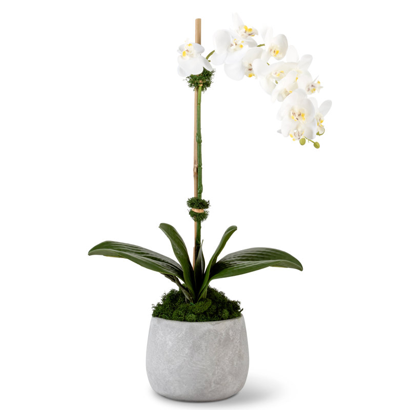 Orchidée Wesley Realtouch en pot de ciment