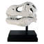 T-Rex Dinosaur Skull Fossil on Museum Mount Statue