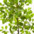36'' Faux Ficus Tree in Planter
