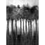 Arbres monochromes - reproduction encadrée pour la décoration intérieure