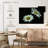 Harnek Leucanthemum Vulgare Large Daisy-107842207