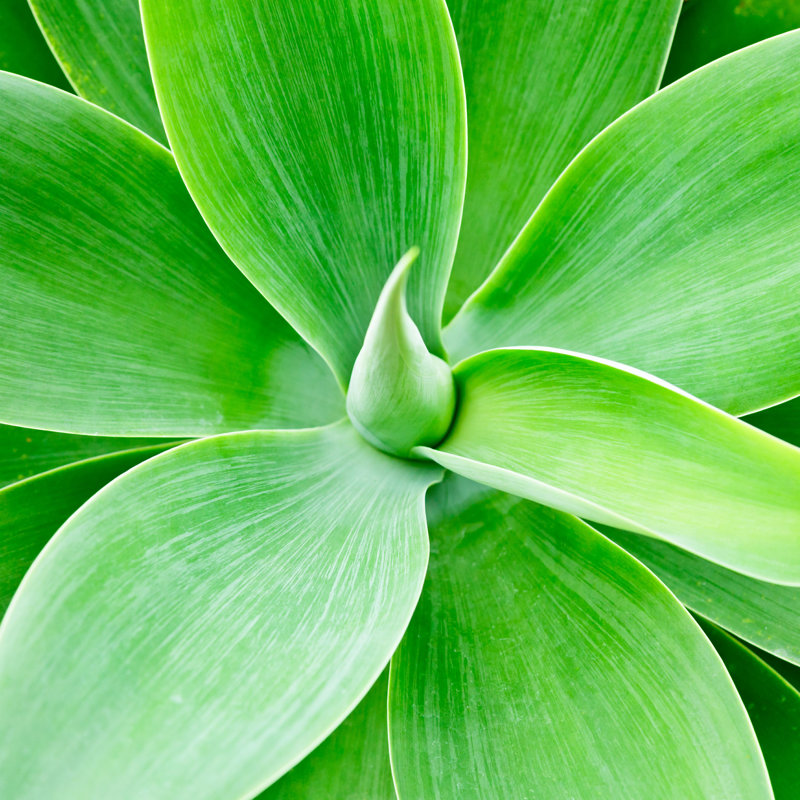 Agave - photographie sur toile tendue, H 12 po x l 12 po