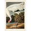 «Lark Manor ™ Audubon, John James Gallery, art sur toile tendue: PL 226 Hooper Crane 168532Z-1952771291