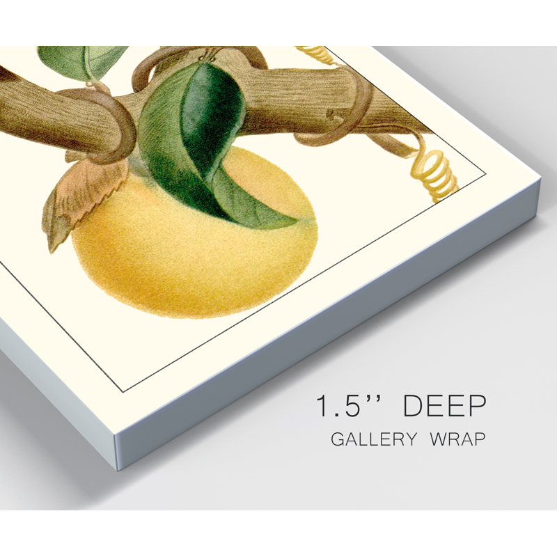 Reproduction d’art sur toile tendue « Turpin Exotic Botanical VII », H 48 po x l 32 po x P 1 po