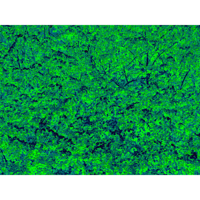«Forest Awakening» par Drew Gaffney, H 25,2 po x l 31,2 po, Papier avec cadre noir