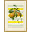 Striped Pear 1 Print by Lillian August