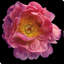 Floral majestueux II - photographie-955685958-955685983