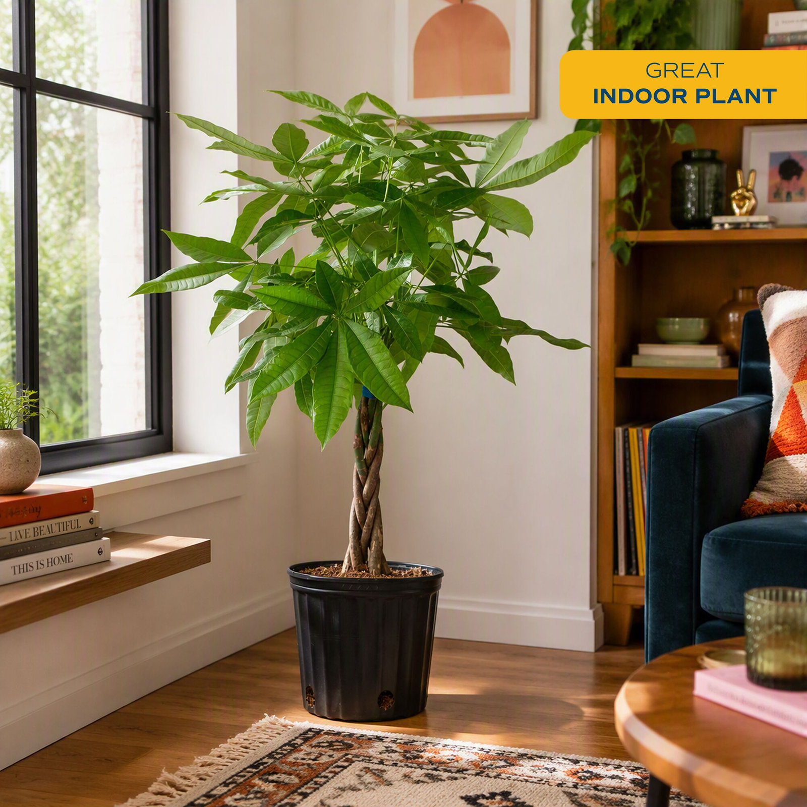 Costa Farms Pachira Aquatica Money Tree Plant
