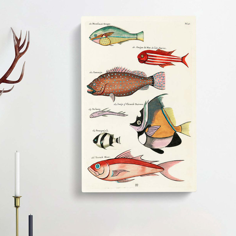 East Indies Fish Illustrations Fol. 30 by Louis Renard - Wrapped Canvas Painting, 50cm H x 35cm W x 3cm D