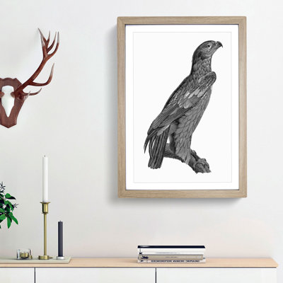 Spotted Eagle Illustration - Framed Print