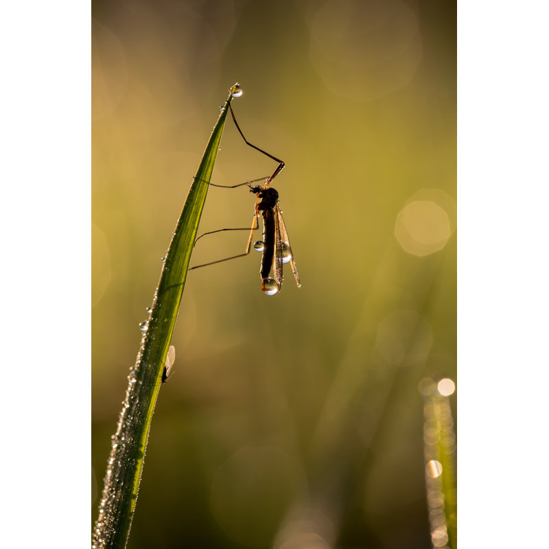 Madelline Mosquito - Wrapped Canvas Print, 46cm H x 30cm W x 3.8cm D