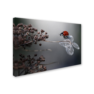 « ladybird on hortensia », impression sur toile tendue