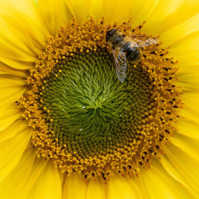 Honeybee by Jansmartino - Wrapped Canvas Print