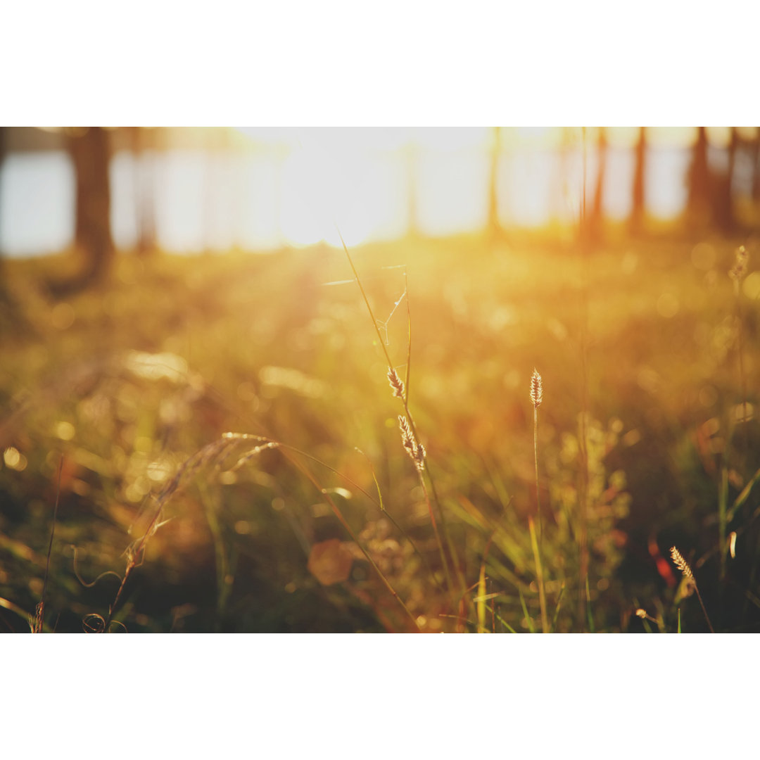 Gras bei Sonnenuntergang von Chalffy - Druck auf Leinwand ohne Rahmen