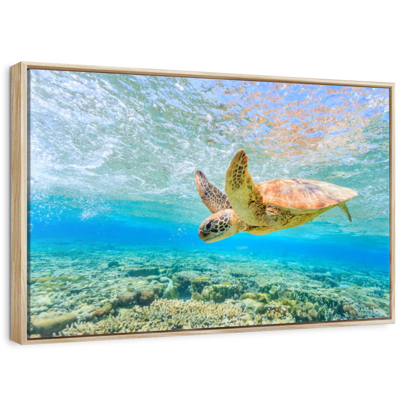 Plongée tortue, Cadre flottant en bois naturel, 37 po x 25 po