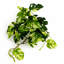 25 cm H Faux Plant-127681027